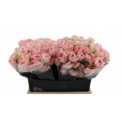 Ramificada Yvette Rosa 50cm (7 Dias - 2�)