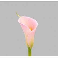 Calla Gr. Eydolls Salmon 70cm (7 Dias - 2�)