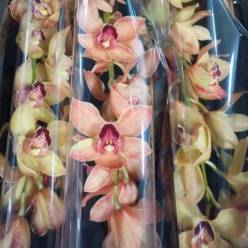 Cymbidium Tintada 80cm Rojo (7 Dias - 2�)