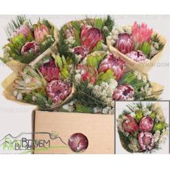 Safari Buquet 40cm 600gr 3-Protea (7 Dias - 2�)