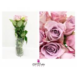 Rosa Hol. Memory Lane 40cm (7 Dias - 2�)