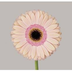 Gerbera Hol. Alliance Rs/sal "T25" (7 Dias - 2�)