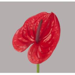 Anthurium Hol. Enjoy �13  "CC12" (7 Dias - 2�)