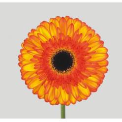 Gerbera Hol. Spotlight Bic. "T25" (7 Dias - 2�)