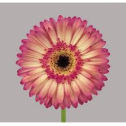 Gerbera Hol. Hippie Chic "T25" (7 Dias - 2�)