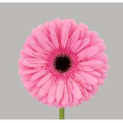 Gerbera Hol. Tyler "T25" (7 Dias - 2�)