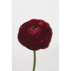 Ranunculos Italia "Cloni Extra" Burdeos 45cm