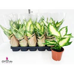 P. Dieffenbachia Camillac 12/40cm x12