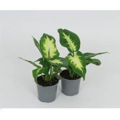P. Dieffenbachia Camillac 8.5/25cm "CC20"