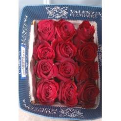 Rosa Ecu. Explorer 70cm Rj. "VAL"