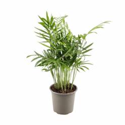 P. Chamaedorea Elegans 9/35cm "CC18"