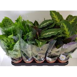 P. Calathea Mixta 6 Varied. Srt. 12/40cm x 12