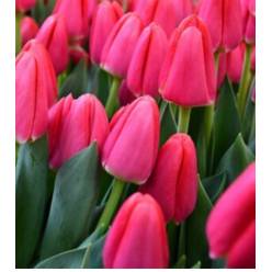 Tulipan Hol. Lipstick 40cm Frs.