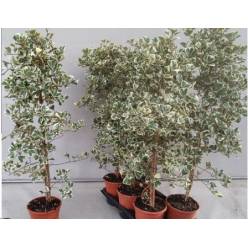 P. Ficus Hol Natal Sweetheart 17/100cm x6