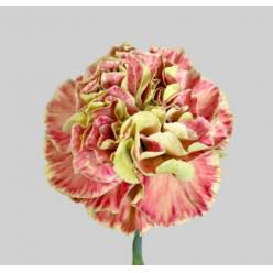 Clavel Hol. 60cm Winer Cover Bic.