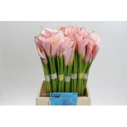 Calla Gr. Eydolls Pink 50cm