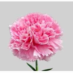 Clavel Nac. 70cm Julia Rs.