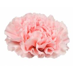 Clavel Nac. 70cm Alcazar Rs.