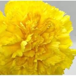 Clavel Nac. 70cm Explendor Am.