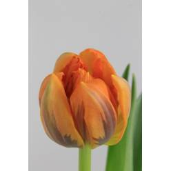 Tulipan Hol. Doble Orange Princess  35cm