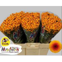 Santini Mad. Lambo Sunr 1100gr "T25" Bic.