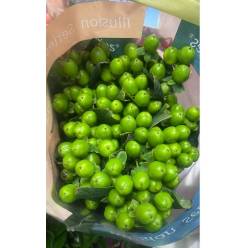 Hypericum Ecu. Green XL 70cm