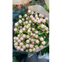 Hypericum Ecu. Light Pink 70cm