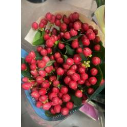 Hypericum Ecu. New Red 70cm