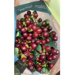 Hypericum Ecu. Monster Purple 70cm