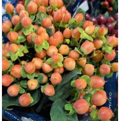 Hypericum Ecu. Spring Peach 70cm