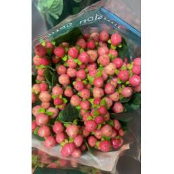 Hypericum Ecu. Rose Gold 70cm