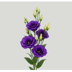 Lisiantus Hol. Rosi Blue 70cm 55gr "T10" (7 Dias - 2�)