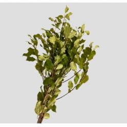 Pittosporum Italia Green 50cm 150gr (7 Dias - 2�)