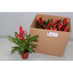 P. Guzmania Vries Kallisto 10.5/30cm x9