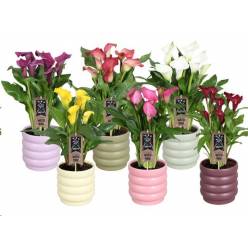 P. Calla Mixta -Malm�- 6Kl 14/40cm 5F "CC6"