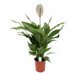 P. Spathyfilium Bingo Cupido 17/70cm x6 5F -Sin plastico-