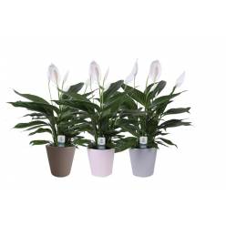 P. Spathyfilium Bingo Cupido 17/70cm "CC3" 5F -M.Ceramica-