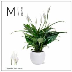 P. Spathyfilium Sweet Chico 13/55cm 5F "CC3 -M.Ceramica-