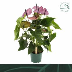 P. Anthurium An Louisiana 17/65cm x6 6F -Amazone plants-