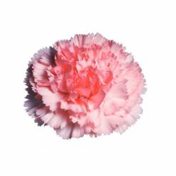 Clavel Nac. 70cm Big One Rs.