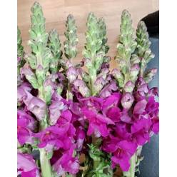 Antirrhinum Italia Purple 80cm