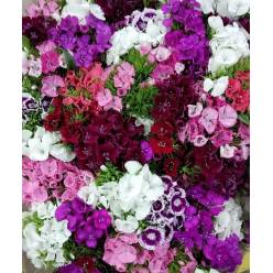 Dianthus Barbatus Italia Sweet Mix 60cm "T50"