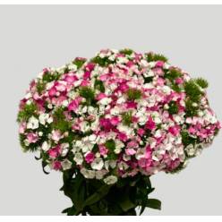 Dianthus Barbatus Italia Duch Of Fife 60cm "T50"