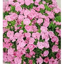 Dianthus Barbatus Italia Star Fruity Tessino 60cm "T50"