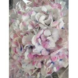 Hortensia Jumbo pink/White 60cm �19/20