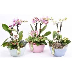 P. Composici�n Planta Phalaenopsis JSPHAL 18/30cm "CC3"