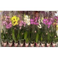 P. Phalaenopsis Mixta 6KL 12/80cm 2T x10 Scenza