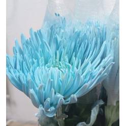 Uniflor Col. Anastasia Tintada Azul