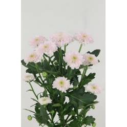 Santini Miller Pearl 1100gr "T25"