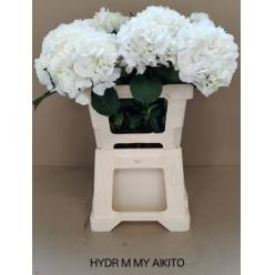 Hortensia Hol. My Akito 60cm �16/18